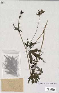 spécimen de Aconitum lycoctonum