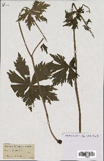 spécimen de Aconitum lycoctonum