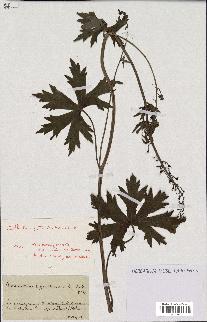 spécimen de Aconitum lycoctonum
