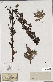 spécimen de Aconitum napellus