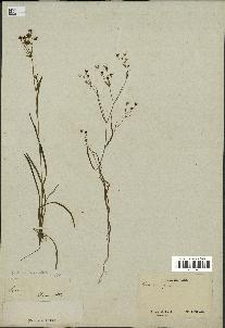 spécimen de Bupleurum gerardii