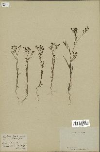 spécimen de Bupleurum gerardii