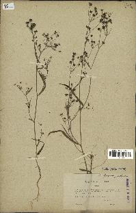 spécimen de Bupleurum gerardii