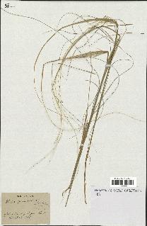 spécimen de Stipa pennata