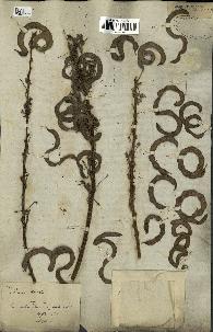 spécimen de Acacia tortilis