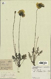 spécimen de Papaver nudicaule