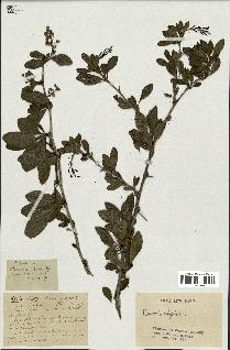 spécimen de Berberis vulgaris