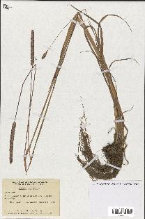 spécimen de Phleum pratense