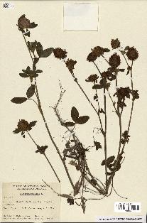 spécimen de Trifolium pratense