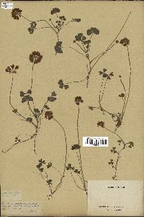 spécimen de Trifolium polymorphum