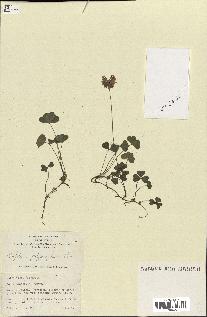 spécimen de Trifolium polymorphum