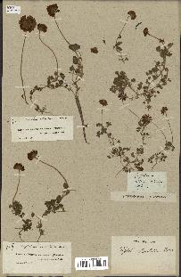 spécimen de Trifolium polymorphum