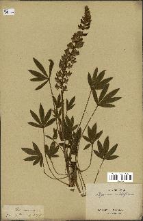 spécimen de Lupinus multiflorus