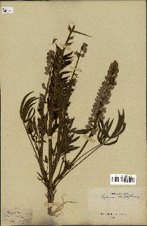 spécimen de Lupinus multiflorus