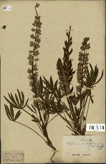 spécimen de Lupinus multiflorus