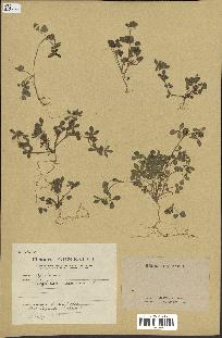 spécimen de Trifolium scabrum