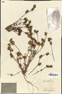 spécimen de Trifolium scabrum