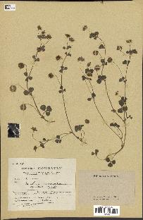 spécimen de Trifolium resupinatum