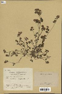 spécimen de Trifolium resupinatum