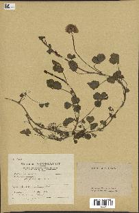 spécimen de Trifolium repens