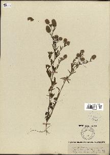 spécimen de Trifolium arvense