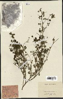 spécimen de Medicago scutellata
