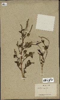 spécimen de Melilotus indica