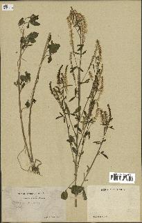 spécimen de Melilotus albus