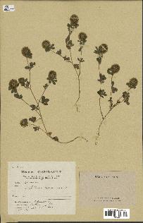 spécimen de Trifolium lappaceum