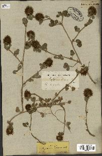 spécimen de Trifolium hirtum