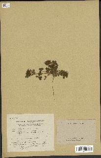 spécimen de Trifolium hirtum