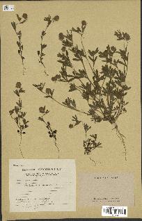 spécimen de Trifolium arvense