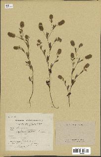 spécimen de Trifolium arvense