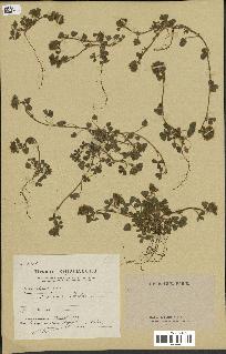 spécimen de Trifolium cherleri