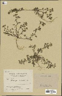 spécimen de Medicago littoralis