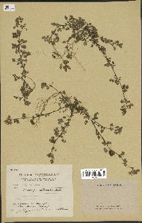 spécimen de Medicago littoralis