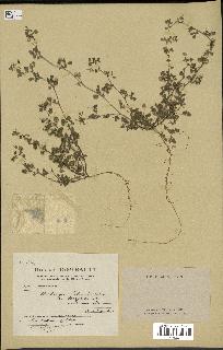 spécimen de Medicago littoralis