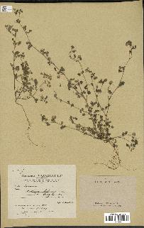 spécimen de Medicago littoralis