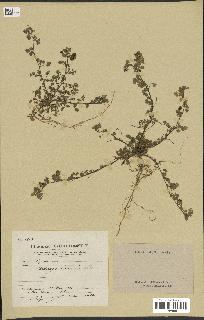 spécimen de Medicago littoralis