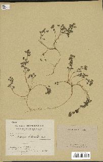 spécimen de Medicago littoralis