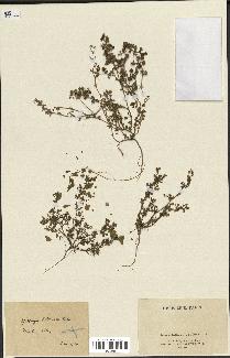 spécimen de Medicago littoralis