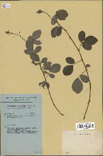 spécimen de Desmodium adscendens