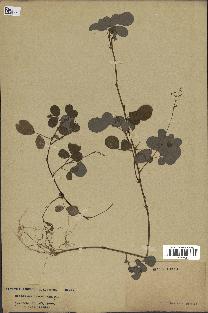 spécimen de Desmodium adscendens