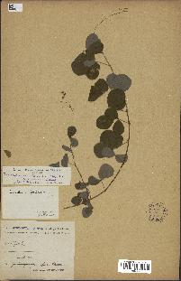 spécimen de Desmodium adscendens