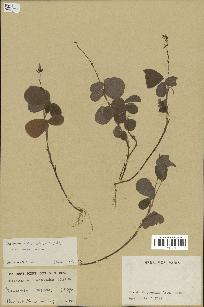 spécimen de Desmodium adscendens