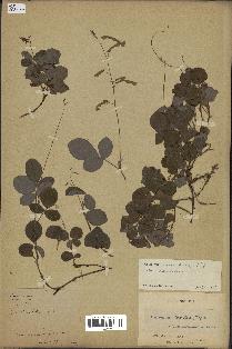 spécimen de Desmodium adscendens