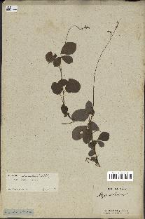 spécimen de Desmodium adscendens