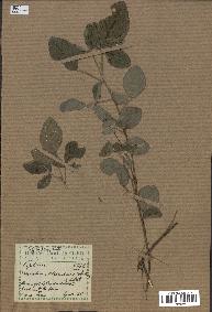 spécimen de Desmodium adscendens