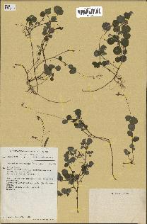 spécimen de Desmodium adscendens