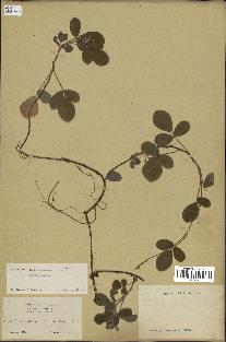 spécimen de Desmodium adscendens